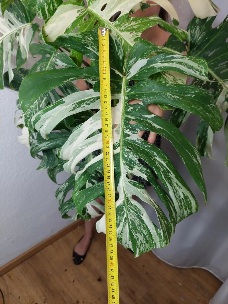 Monstera Variegata buschig Adult