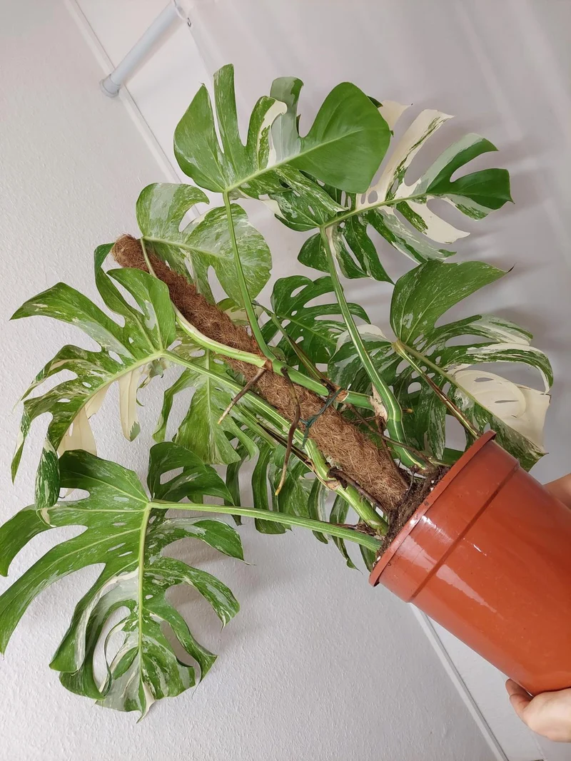 Monstera Variegata buschig Adult