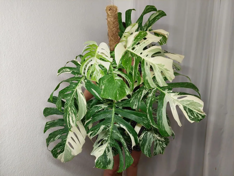 Monstera Variegata buschig Adult