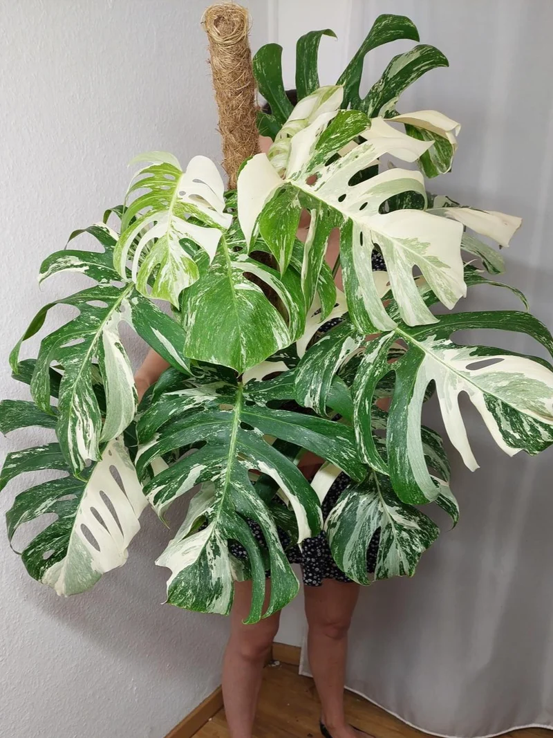 Monstera Variegata buschig Adult
