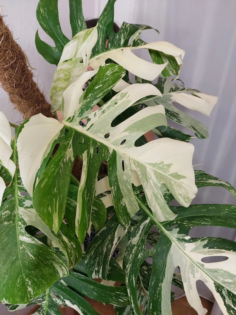 Monstera Variegata buschig Adult