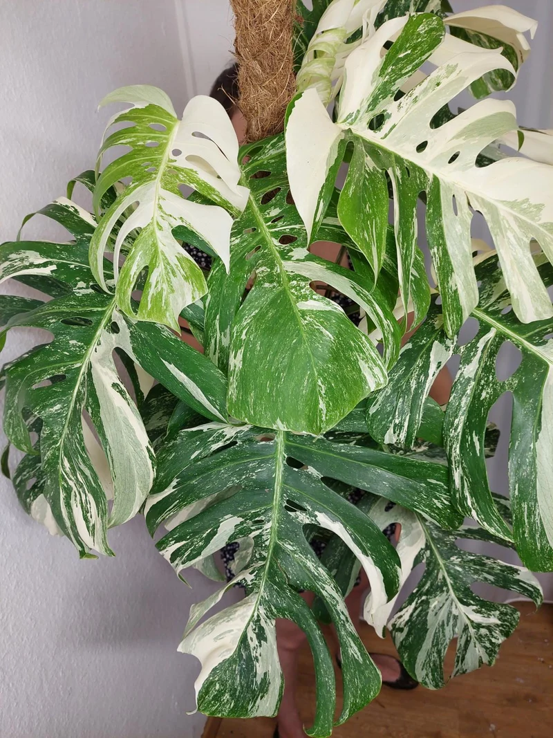 Monstera Variegata buschig Adult