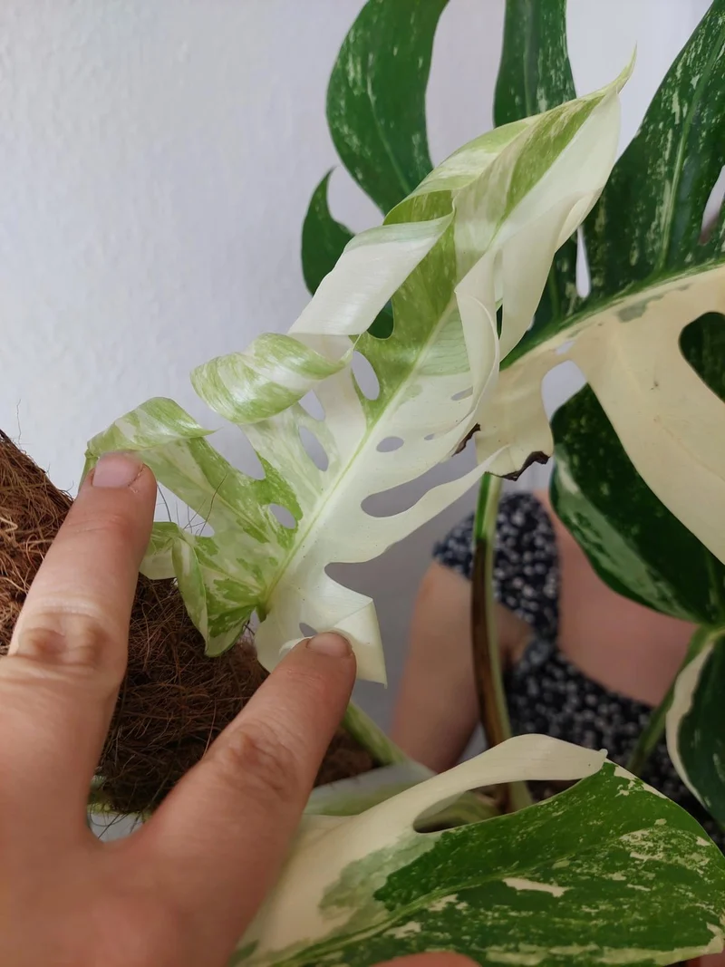 Monstera Variegata buschig Adult