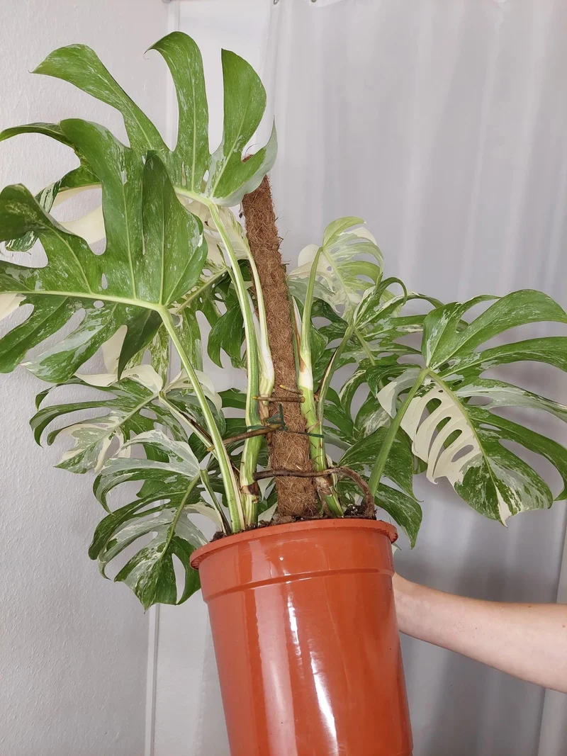 Monstera Variegata buschig Adult