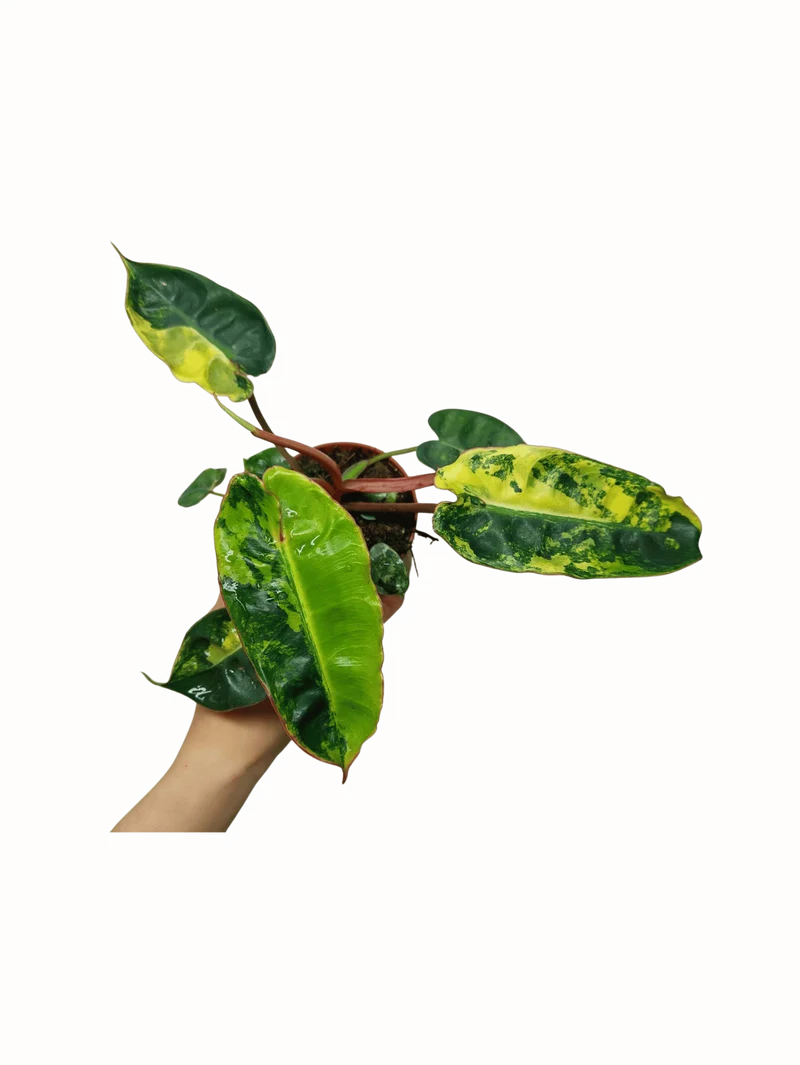 Philodendron Billietiae Variegata