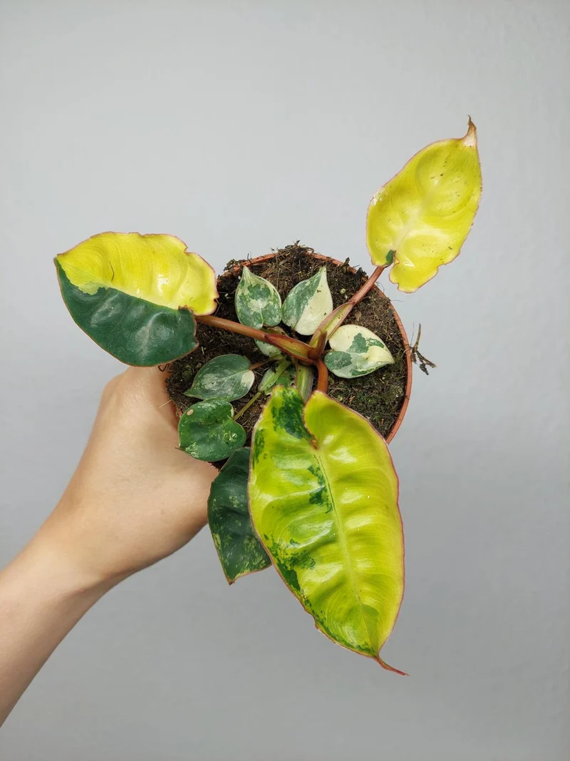 Philodendron Billietiae Variegata
