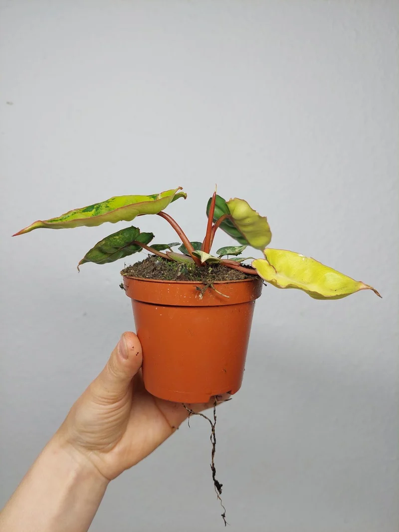 Philodendron Billietiae Variegata