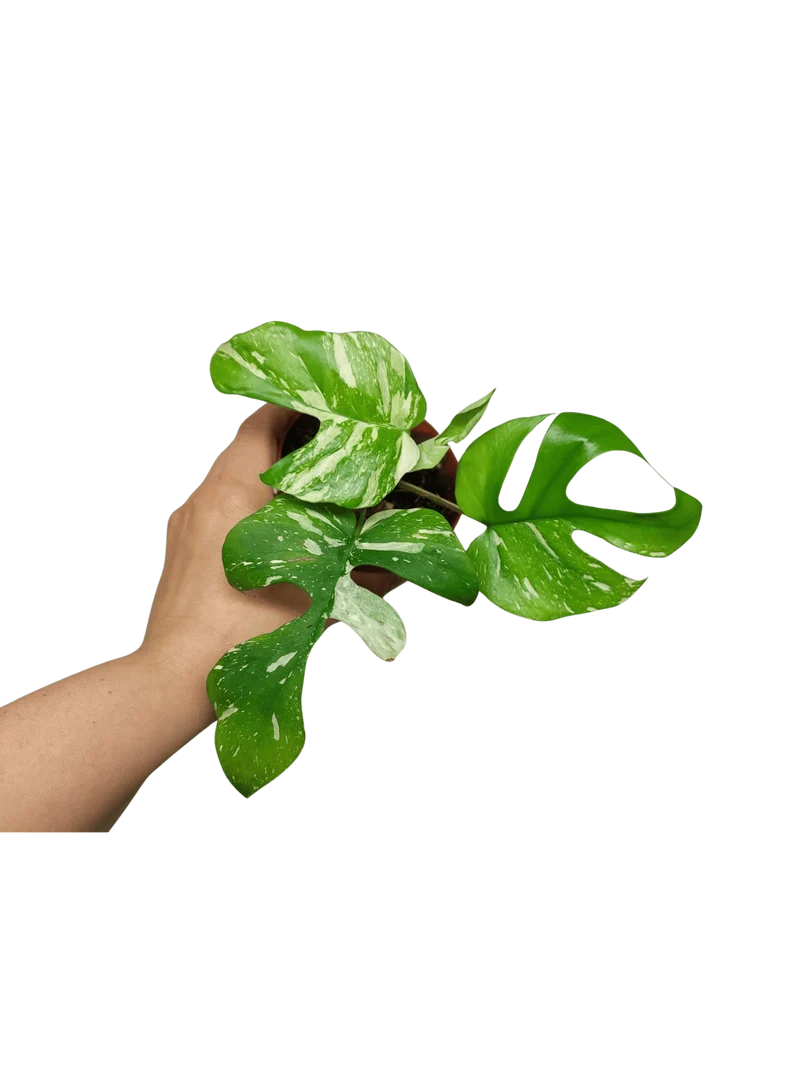 Monstera Minima (Raphidophora Tetrasperma) Thai Constellation