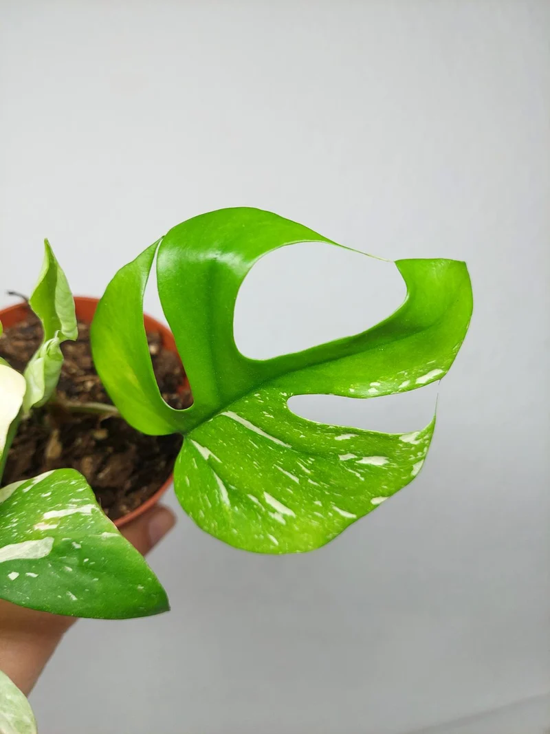 Monstera Minima (Raphidophora Tetrasperma) Thai Constellation