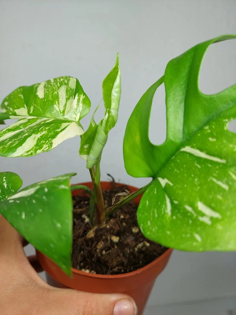 Monstera Minima (Raphidophora Tetrasperma) Thai Constellation