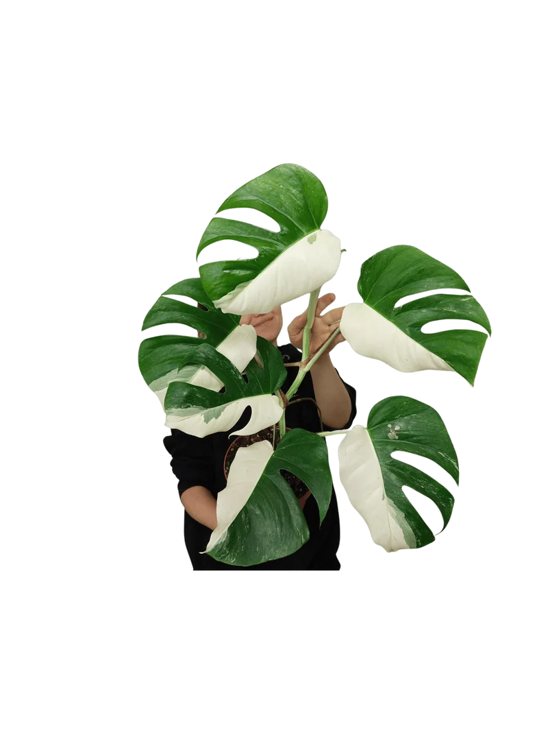 Monstera Variegata Halfmoon