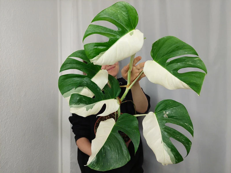 Monstera Variegata Halfmoon