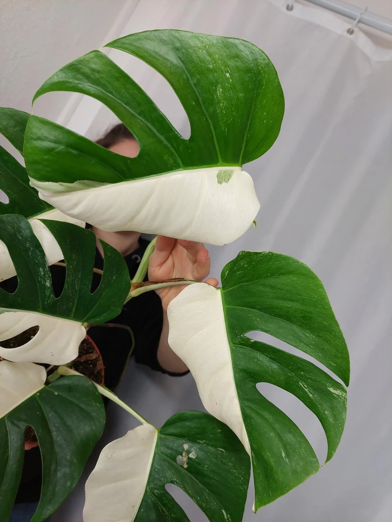 Monstera Variegata Halfmoon