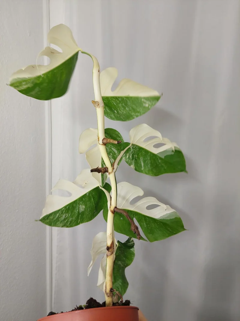 Monstera Variegata Halfmoon