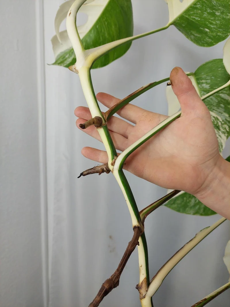 Monstera Variegata Halfmoon