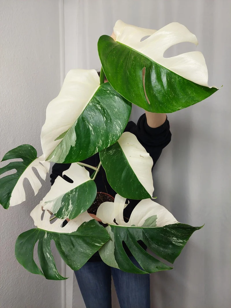 Monstera Variegata Halfmoon