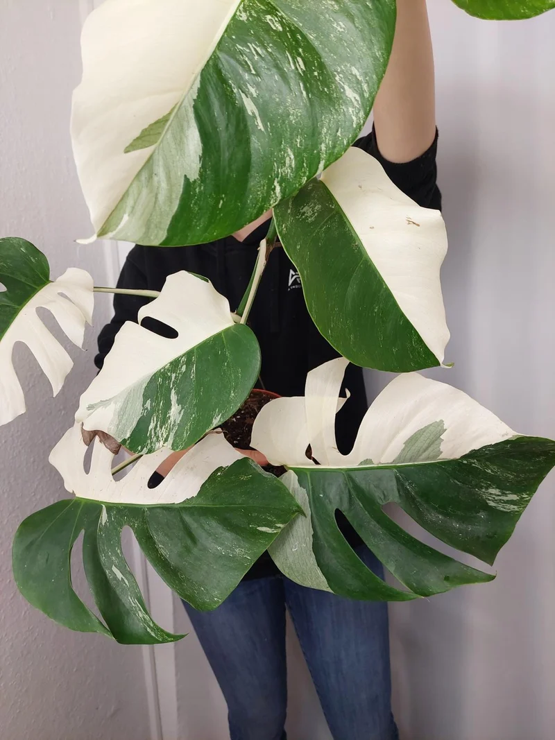 Monstera Variegata Halfmoon
