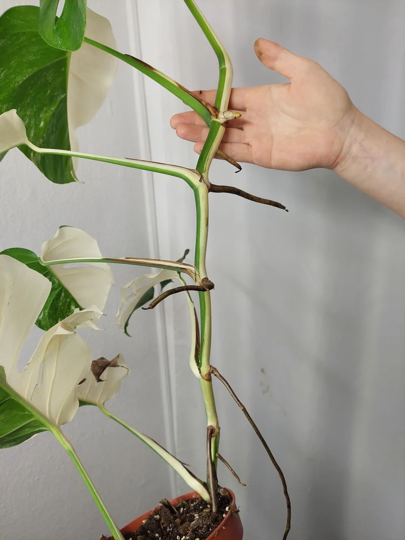 Monstera Variegata Halfmoon