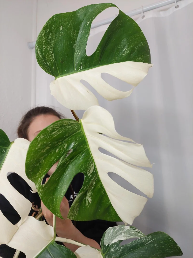 Monstera Variegata Halfmoon