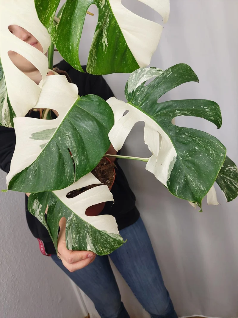 Monstera Variegata Halfmoon
