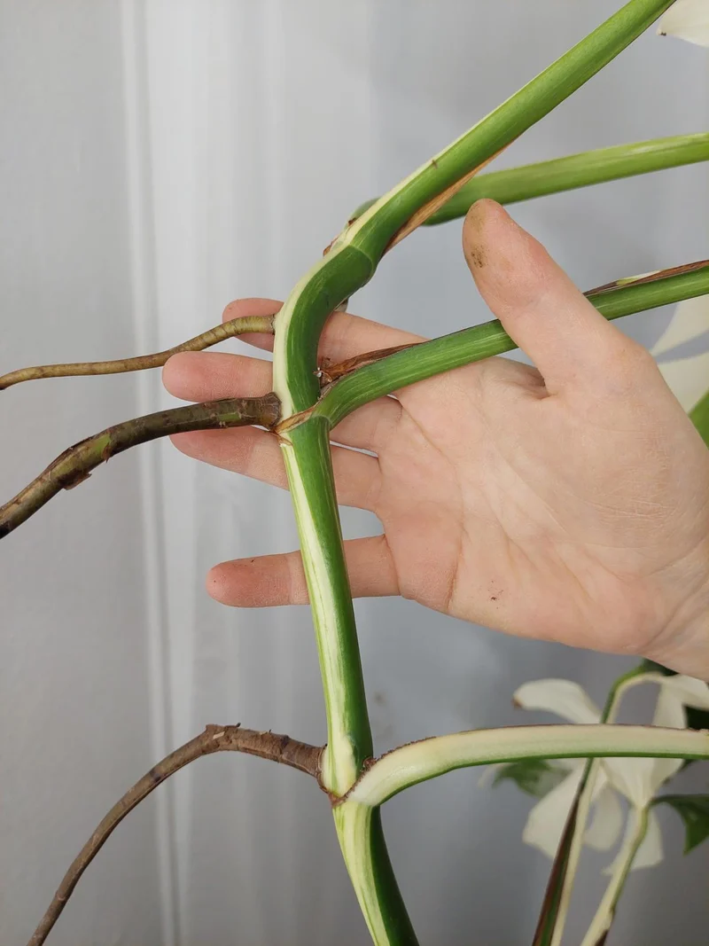 Monstera Variegata Halfmoon