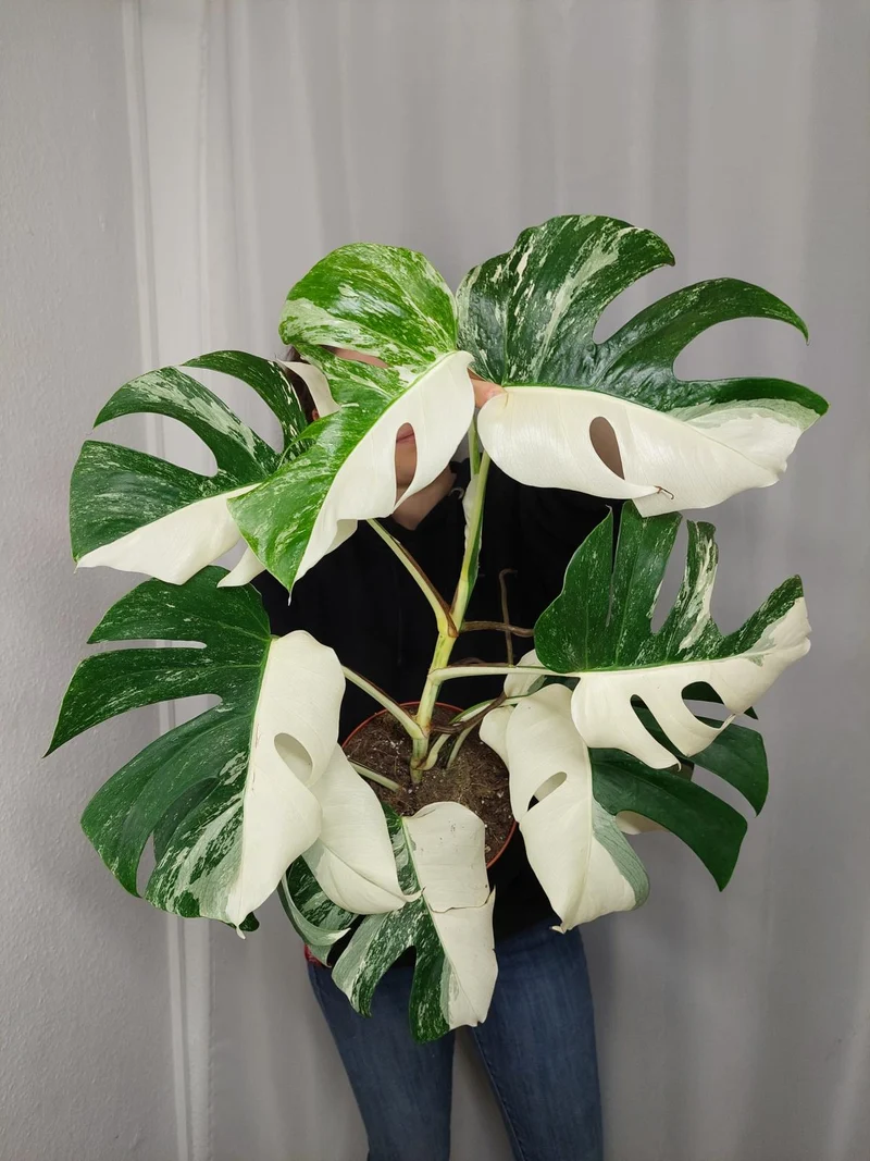 Monstera Variegata Halfmoon