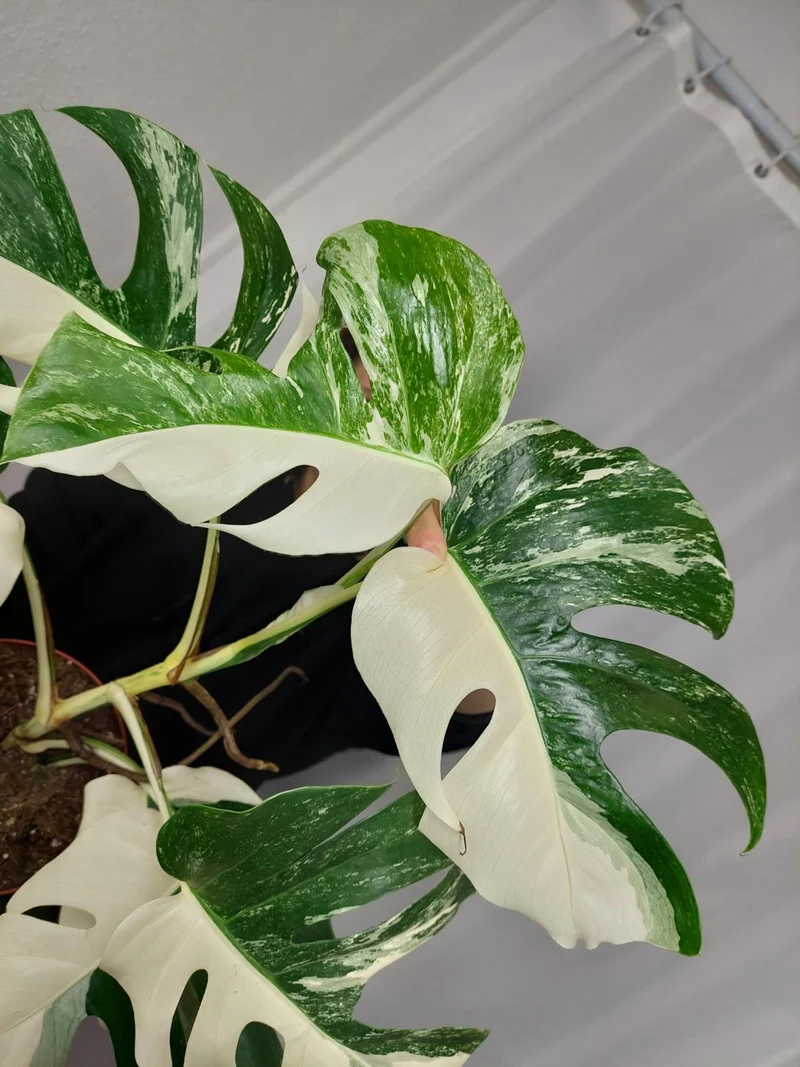 Monstera Variegata Halfmoon