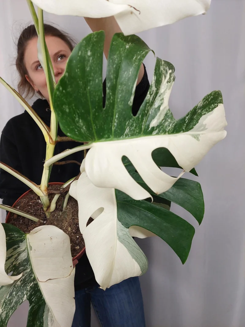 Monstera Variegata Halfmoon