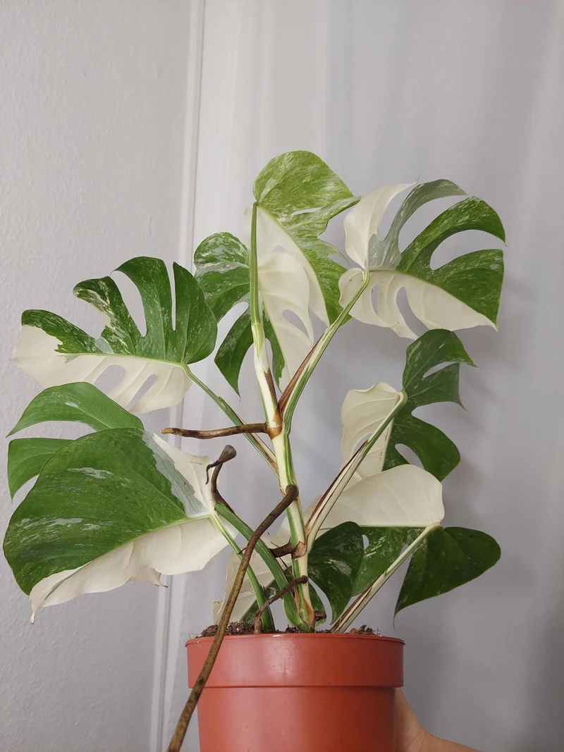 Monstera Variegata Halfmoon