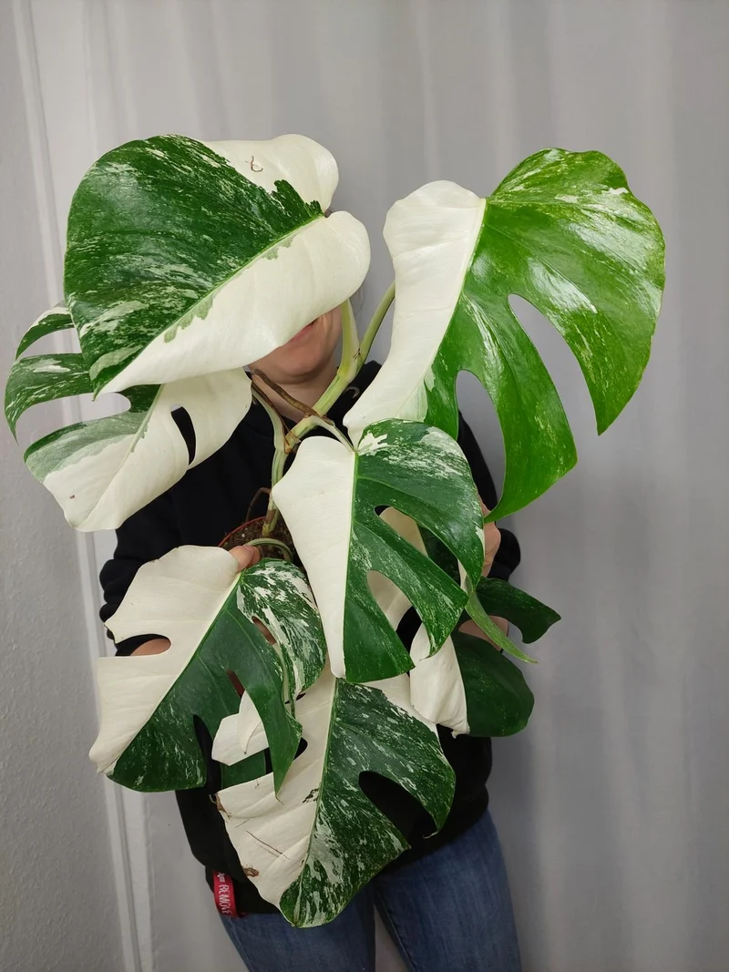 Monstera Variegata Halfmoon