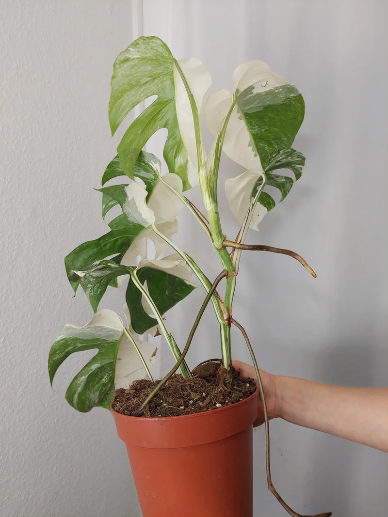 Monstera Variegata Halfmoon