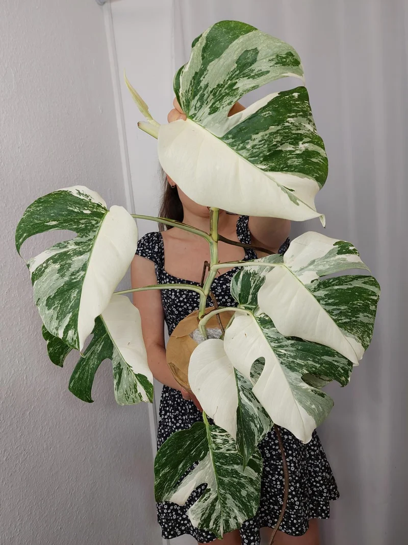 Monstera Variegata Halfmoon