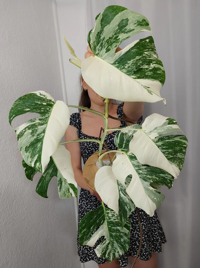 Monstera Variegata Halfmoon