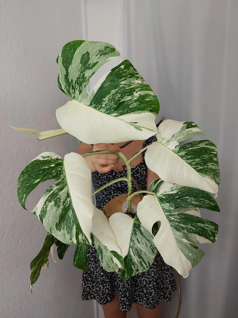 Monstera Variegata Halfmoon