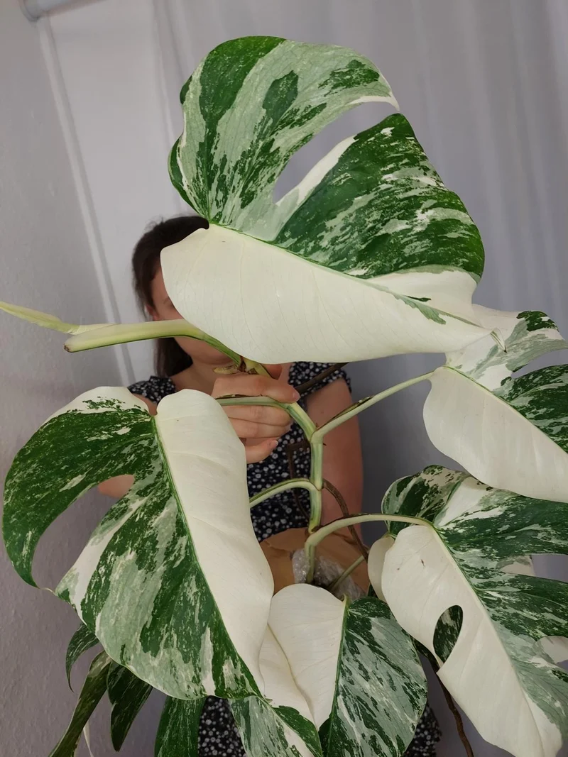 Monstera Variegata Halfmoon