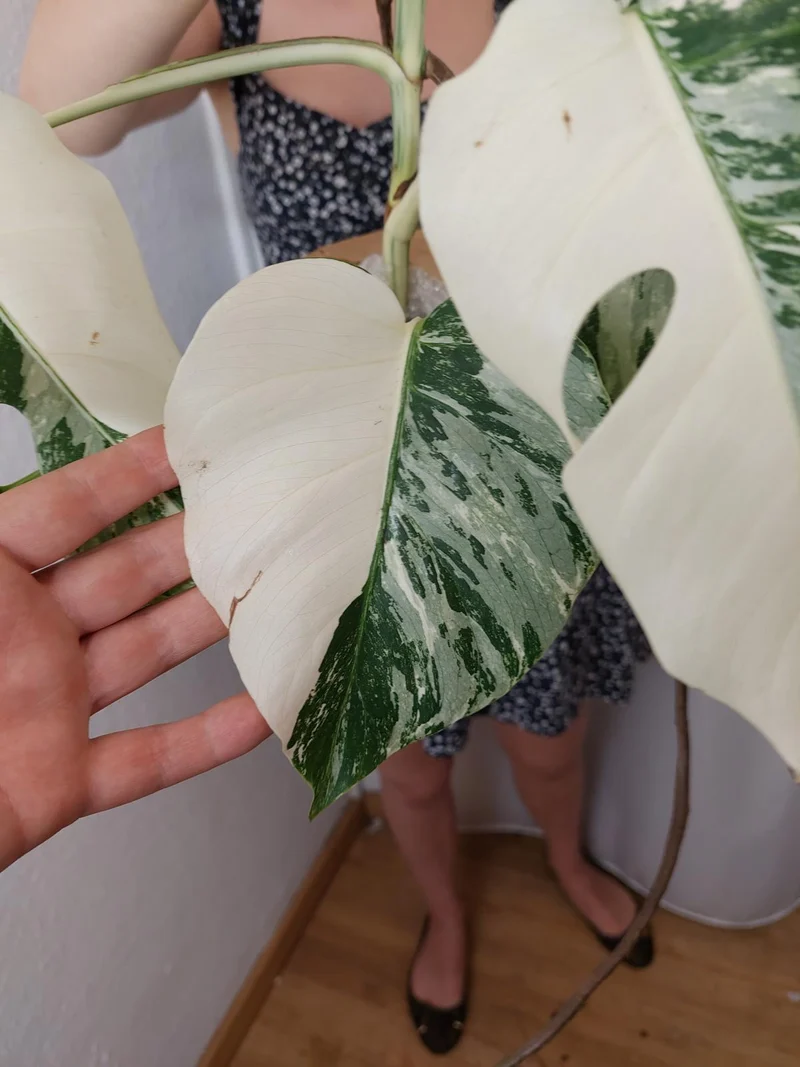 Monstera Variegata Halfmoon