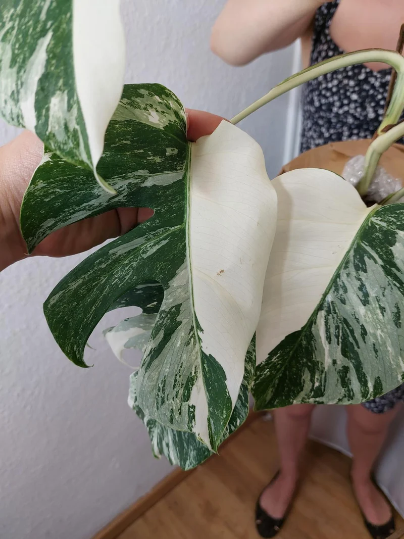 Monstera Variegata Halfmoon