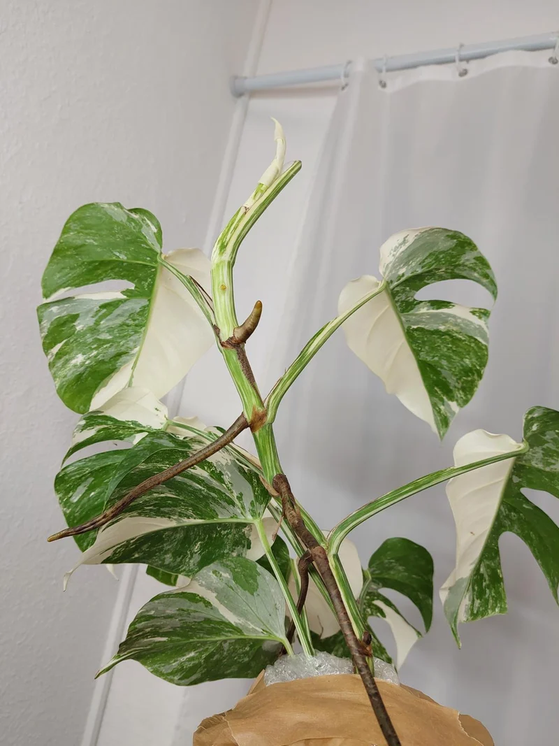 Monstera Variegata Halfmoon