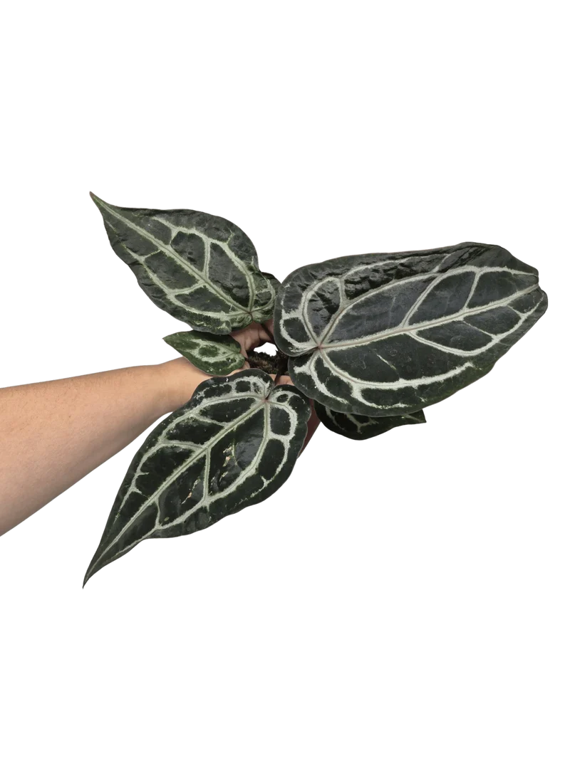 Anthurium Red Crystallinum