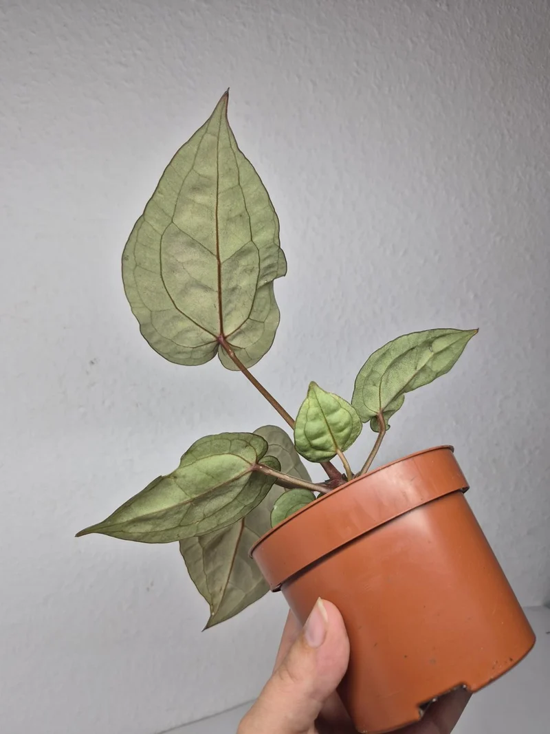 Anthurium Red Crystallinum