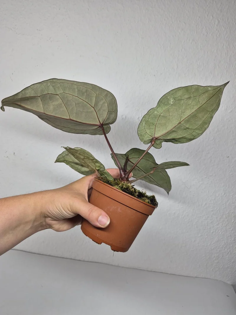 Anthurium Red Crystallinum