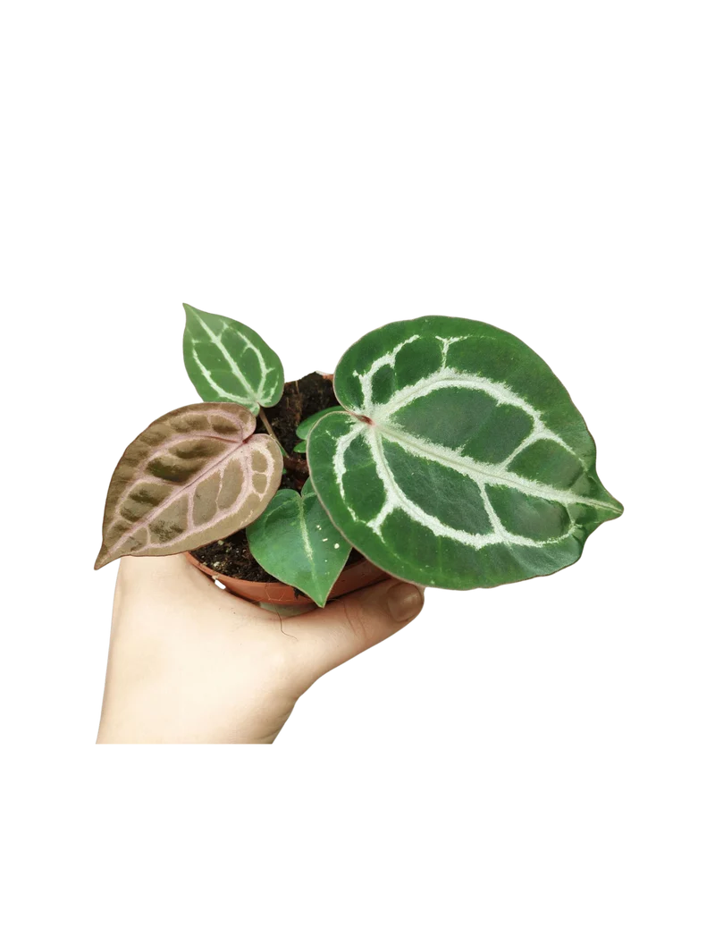 Anthurium Red Crystallinum