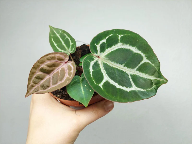 Anthurium Red Crystallinum