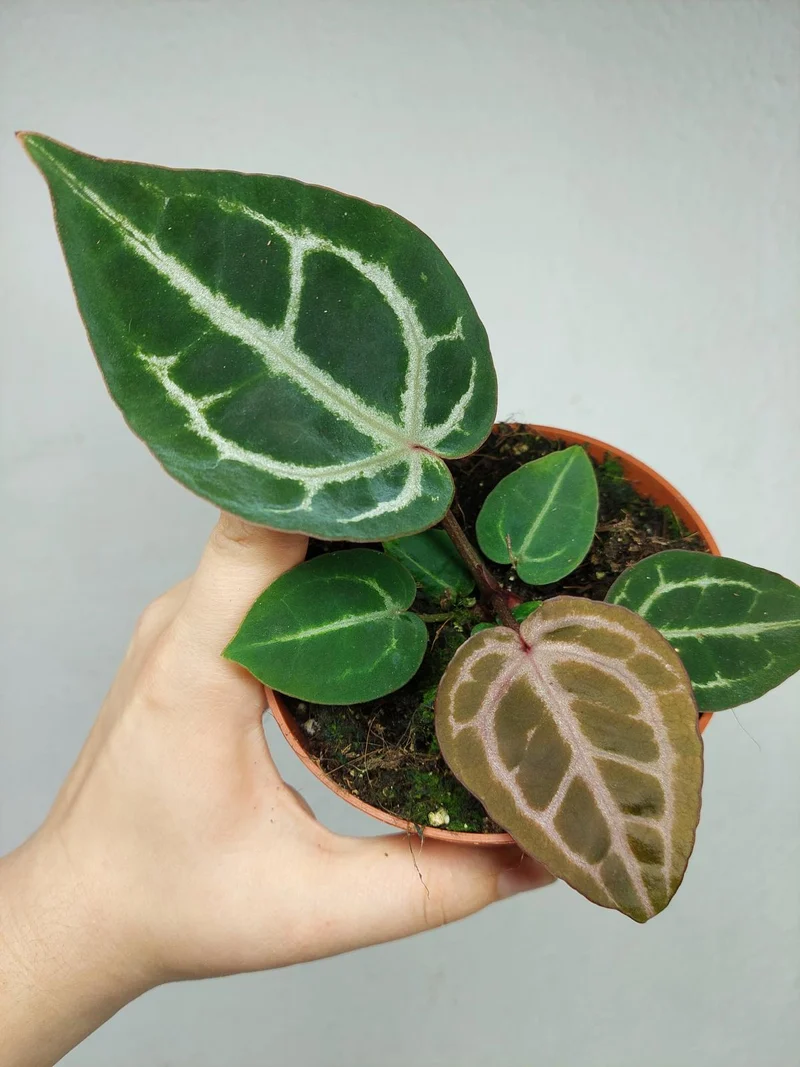 Anthurium Red Crystallinum