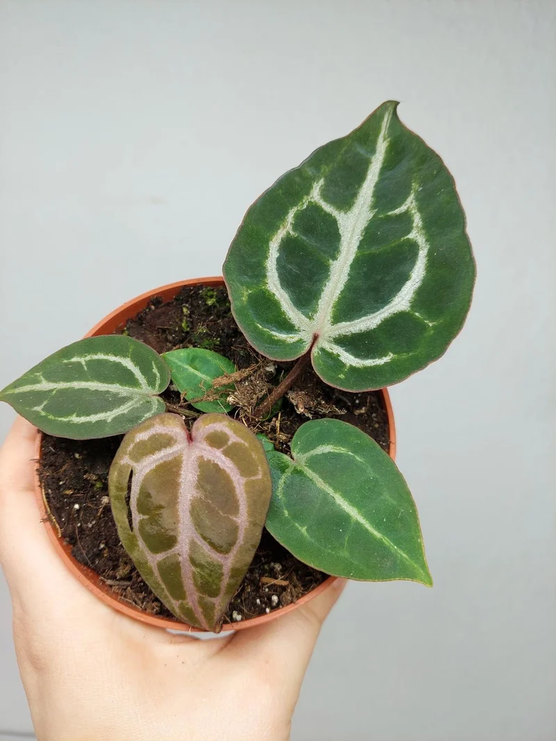 Anthurium Red Crystallinum