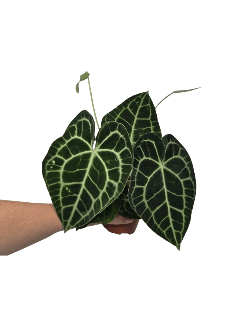 Anthurium Clarinervium