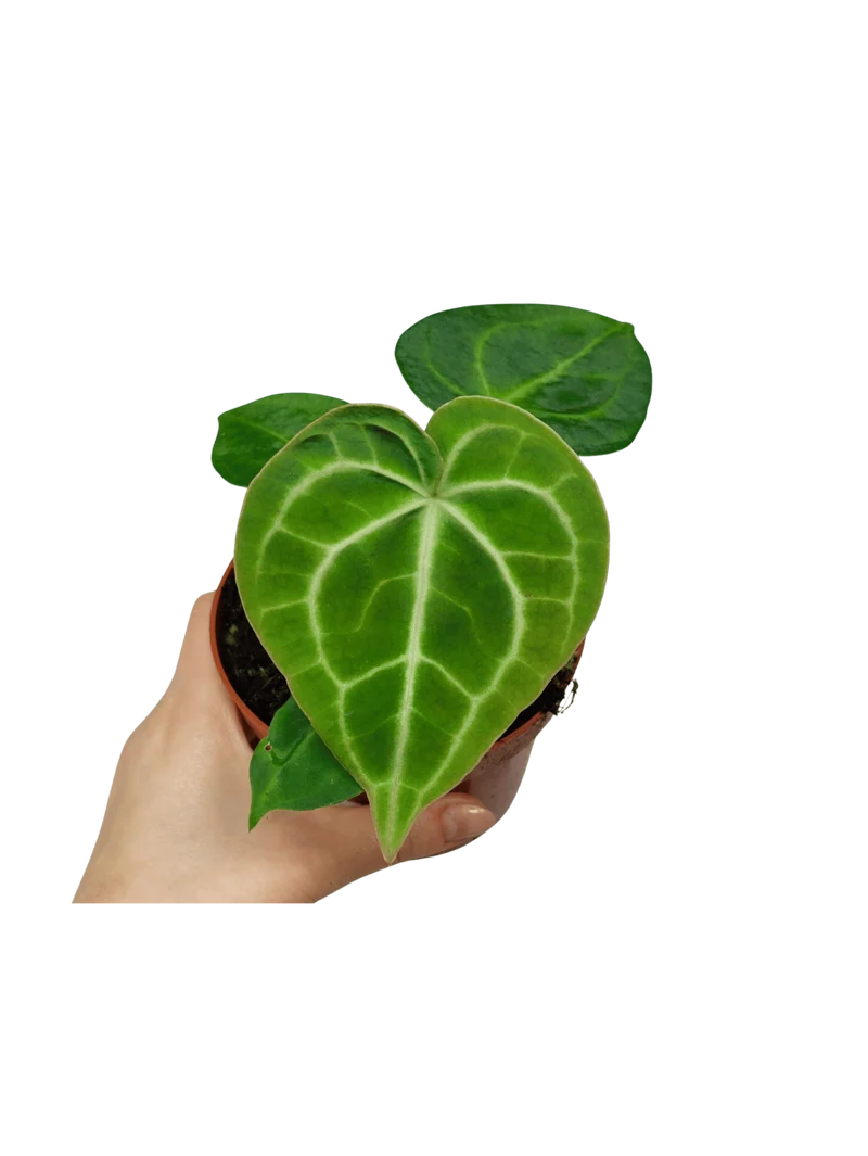 Anthurium Clarinervium