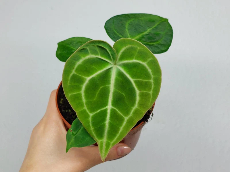 Anthurium Clarinervium