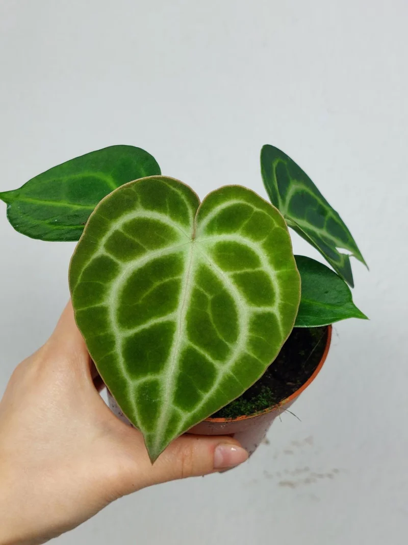 Anthurium Clarinervium