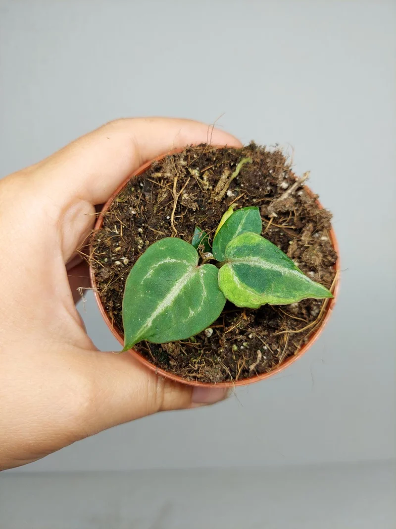 Anthurium Red Crystallinum Variegata